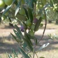 Il Tratturello nasce da olive Gentile di Larino più Leccino, Frantoio e Moraiolo